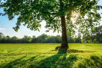 Earthing: The Ultimate Guide to Grounding and Its Life-Changing Benefits