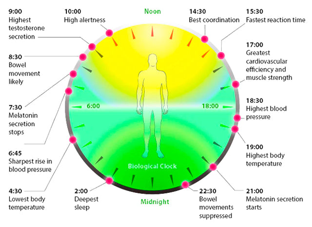 An enlightening illustration depicting the concept of earthing, or grounding, and its potential benefits for the circadian rhythm. This visual representation illustrates how connecting with the Earth's natural electromagnetic frequencies can positively influence circadian rhythms, sleep quality, and overall well-being