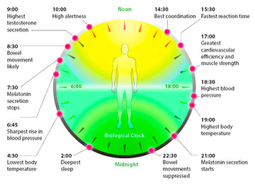 An enlightening illustration depicting the concept of earthing, or grounding, and its potential benefits for the circadian rhythm. This visual representation illustrates how connecting with the Earth's natural electromagnetic frequencies can positively influence circadian rhythms, sleep quality, and overall well-being