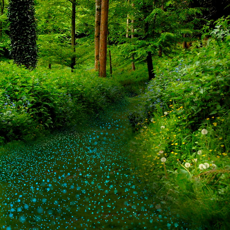 A vibrant forest path illuminated by bioluminescent blue dots.